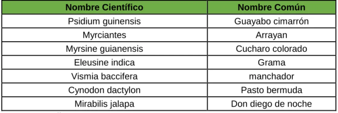Tabla 8. Mamíferos  
