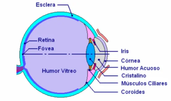 Figura 3.5 – Esquema del ojo humano. 