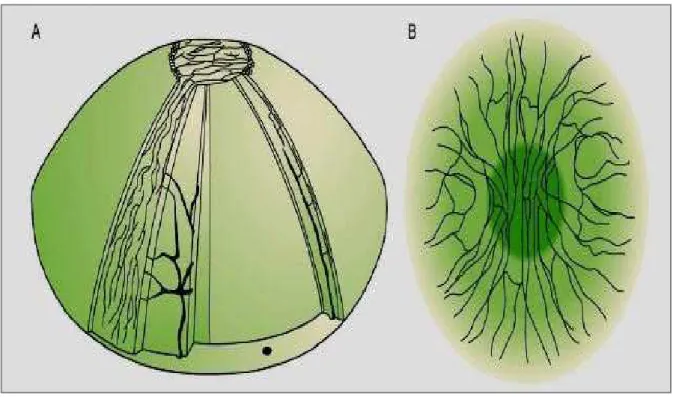 FIGURA 1: Inervación corneal 
