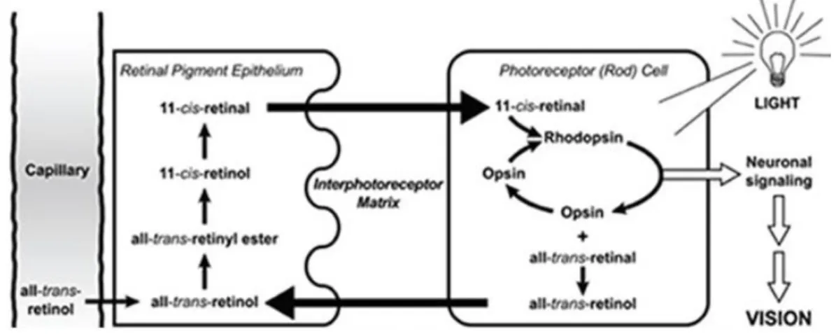 Figura 4: Ciclo visual. Fuente: https://lpi.oregonstate.edu/es/mic/vitaminas/vitamina-A 