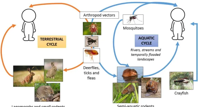 Figure 3. Lifecycles of Francisella tularensis - terrestrial and aquatic cycles. In the terrestrial cycle, the hosts and 