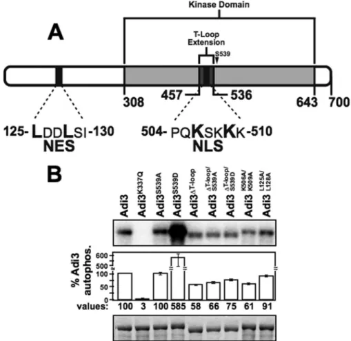 FIGURE 1. T-loop extension deletion effects on autophosphorylation activity of Adi3. A, Adi3 protein domains showing location of the T-loop extension and NLS and NES signals