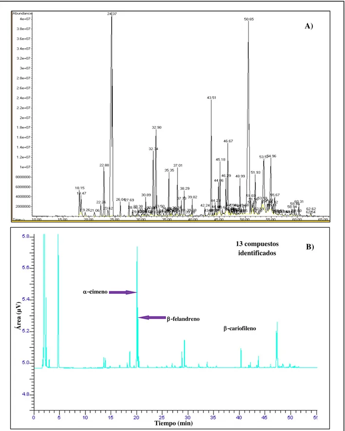 Figura 5. Cromatogramas del aceite esencial del fruto de E. tereticornis obtenidos por A) Cromatografía de  gases acoplada a espectrometría de masas (CG-M) y B) Cromatografía de gases con detector de ionización de  flama (CG-FID)