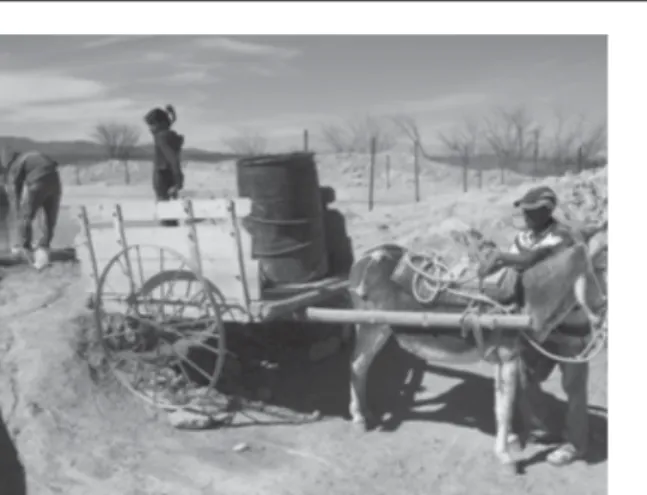 Fig. 1. Ganado muerto a causa de la sequía en el sur de Nuevo León.