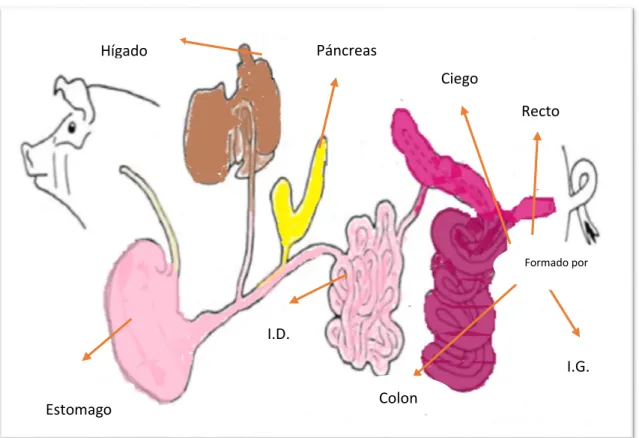 Figura 1 Aparato digestivo del cerdo Modificado Duque 2016 