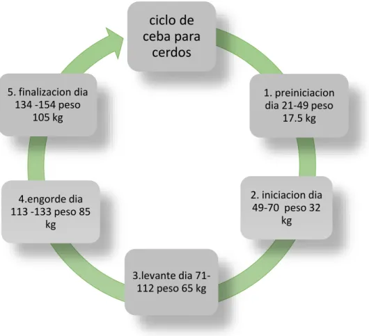 Figura 2  Ciclo de ceba en el sistema de producción porcino  Fuente: web Modificado Duque 2016  (Solla, 2014)