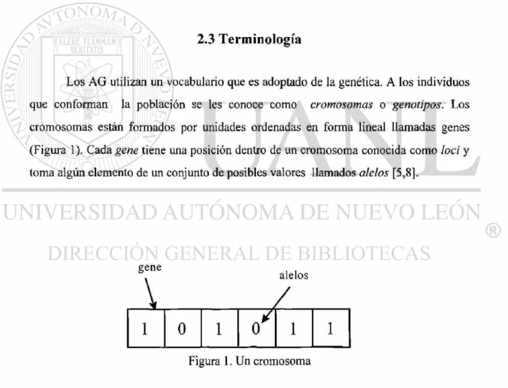 Figura 1. Un cromosoma 