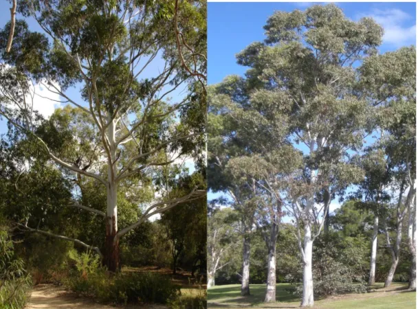 Foto 4.  Eucalyptus Grandis                    Foto 5.  Eucalyptus Tereticornis  Eucaliptus (Eucalyptus Grandis W