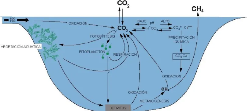 Figura 1: Análisis del ciclo de carbono en embalses y su posible efecto en el cambio climático