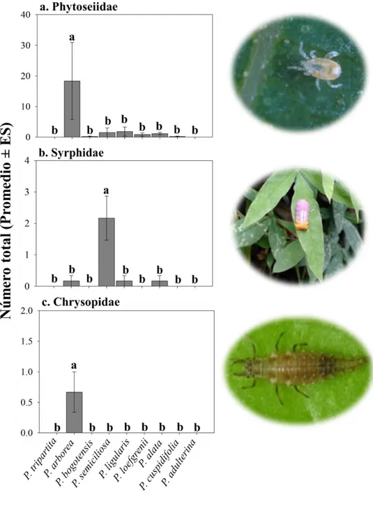 Figura 4. Abundancia de Phytoseiidae (a); Syrphidae (b) y Chrysopidae (c) en las diferentes  especies  de  pasifloras  monitoreadas  en  el  Jardín  Botánico  de  Bogotá