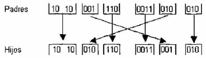 Figura 11. Operador de cruce basado en dos puntos. 