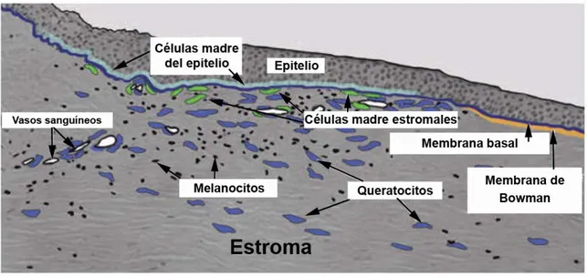 Figura 4. Imagen en la que se muestran las características anatómicas y celulares del nicho de las células madres 