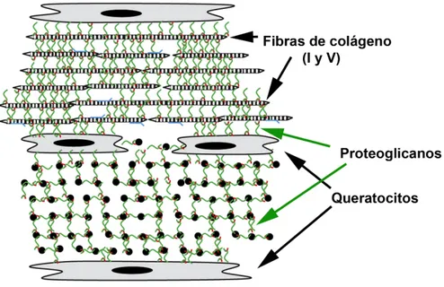 Figura 7. Esquema representativo de la localización de los proteoglicanos en la MEC entre las fibras de colágeno. 