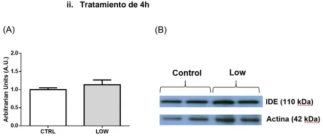 Figura  10.  (A)  Cuantificación  Expresión  de  IDE  en  células  α-TC1.9  tras  tratamiento  con  glucosa  durante  4h