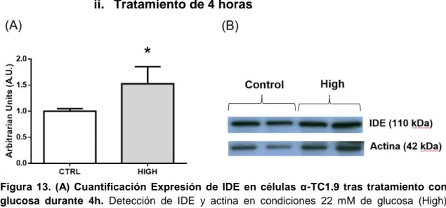 Figura  13.  (A)  Cuantificación  Expresión  de  IDE  en  células  α-TC1.9  tras  tratamiento  con  glucosa  durante  4h