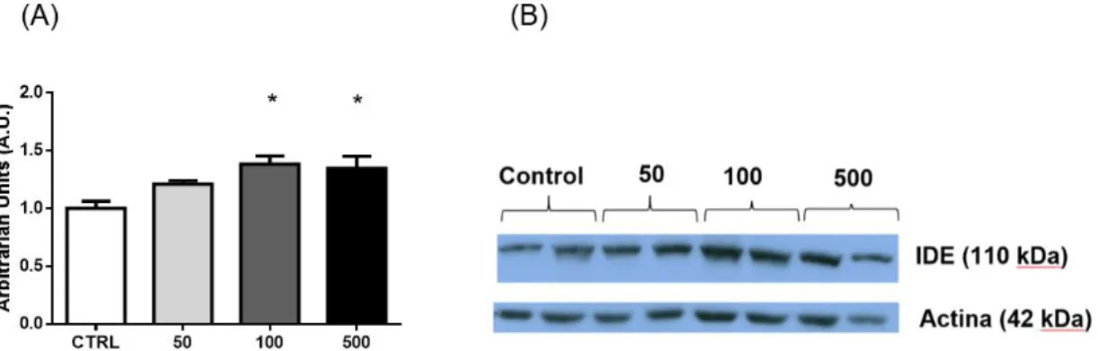 Figura  14.  (A)  Cuantificación  Expresión  de  IDE  en  células  α-TC1.9  tras  tratamiento  con  glucagón durante 24h