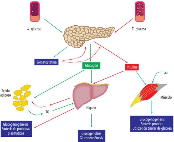 Figura 2. Regulación del metabolismo de la glucosa.  [Adaptado de referencia 9] 