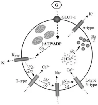 Figura 3. Modelo de acoplamiento estímulo-secreción en la célula alfa. [Adaptado de  referencia 8] 