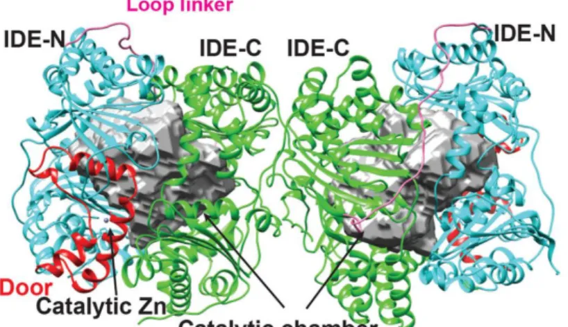 Figura 4. Estructura de la proteína Insulin degrading Enzyme. [Adaptado de referencia 16]