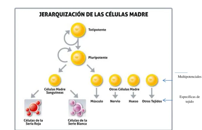 Fig. N° 12: Jerarquización de tipos de células madre. Tomado de la Clínica Genecell  International