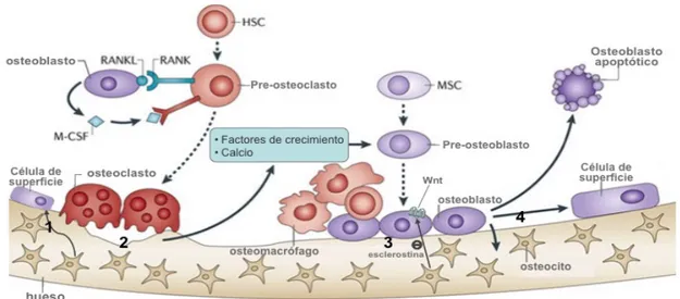 Figura	1.	Remodelado	óseo( Adaptado	de	Weilbacher	KN	et	al.	Nat	Rev 	 Cancer	2011) 	