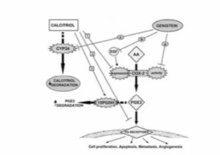 Figura	 11.	 Sinergia	 Vitamina	 D-Genisteína	 (	 Tomado	 de	 Park	 CY	 et	 al.	 Nutrients	2012;	4:	1610-1621	)		 	 	 	 	 	 	 	 	 	 	 	 	 	 	 	