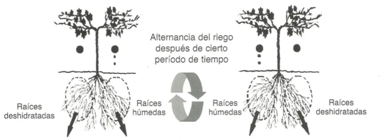 Figura 1. Diagrama del secado parcial de raíces. 