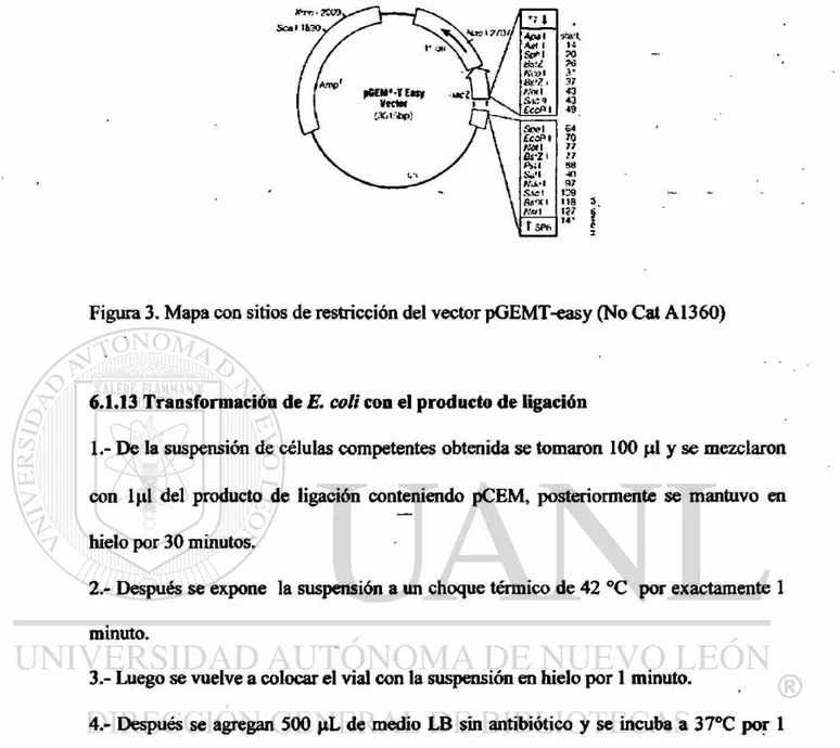 Figura 3. Mapa con sitios de restricción del vector pGEMT-easy (No Cat A1360) 