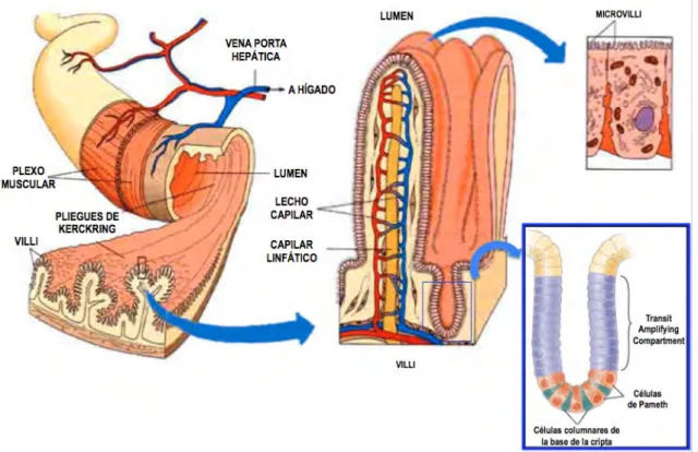 Figura 1.1. Esquema de la superficie de absorción intestinal. En la parte 