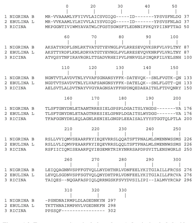 Figura 1.3. Estructura primaria de la cadena A de nigrina b deducida  de  la  correspondiente  secuencia  de  genes  en  comparación  con  las  determinadas para ebulina l y ricina