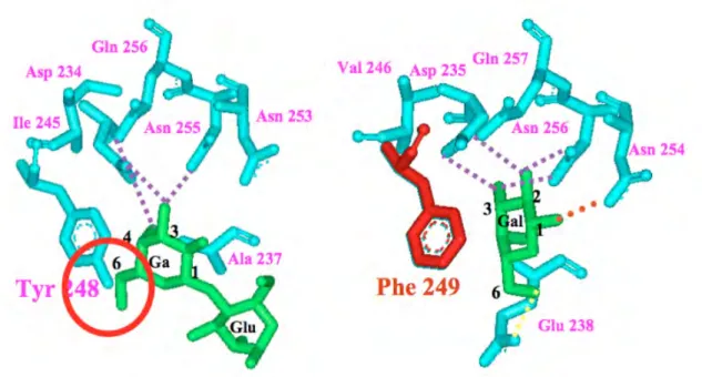 Figura  1.6.  Detalle  de  la  secuencia  de  aminoácidos  y  la  conformación  espacial del subdominio 2γ de ricina y de nigrina o ebulina