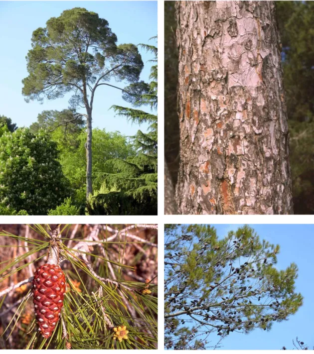 Figura  3.1.  Copa  (A),  corteza  (B),  piña  (C)  y  rama  con  piñas  (D)  de  pino  carrasco  (Pinus  halepensis)