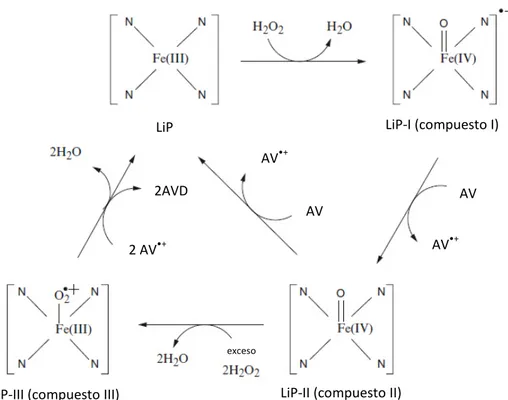 Figura 2. Ciclo catalítico de la lignina peroxidasa (AV: alcohol veratrílico) [40] 
