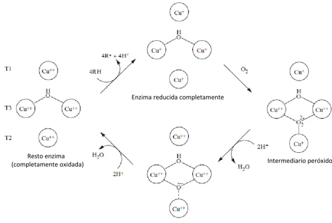 Figura 4. Ciclo catalítico de la lacasa [40] 