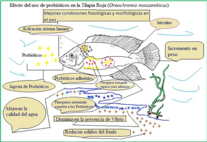 Figura 1. Mecanismos de acción en la Tilapia (O. mossambicus) Adaptado por el  autor.  