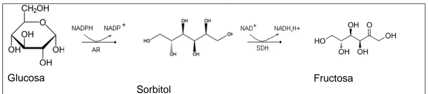 Figura 4.Via de los polioles. Aldosa reductasa (AR) y la sorbitol deshidrogenasa (SDH) 