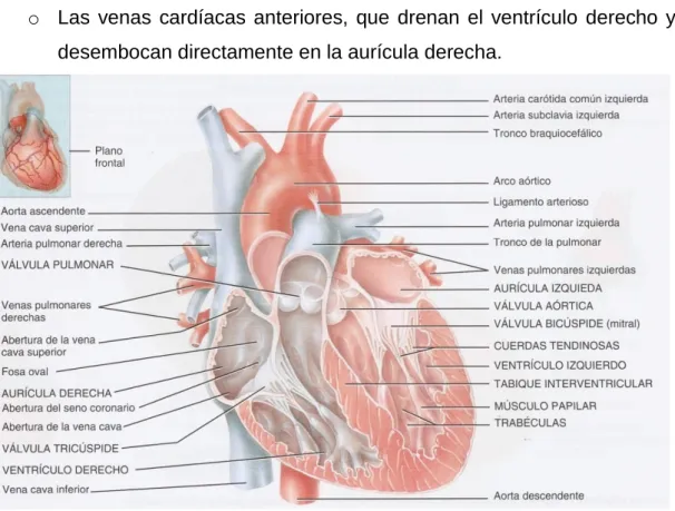Figura 1. Anatomía interna del corazón  8  .  