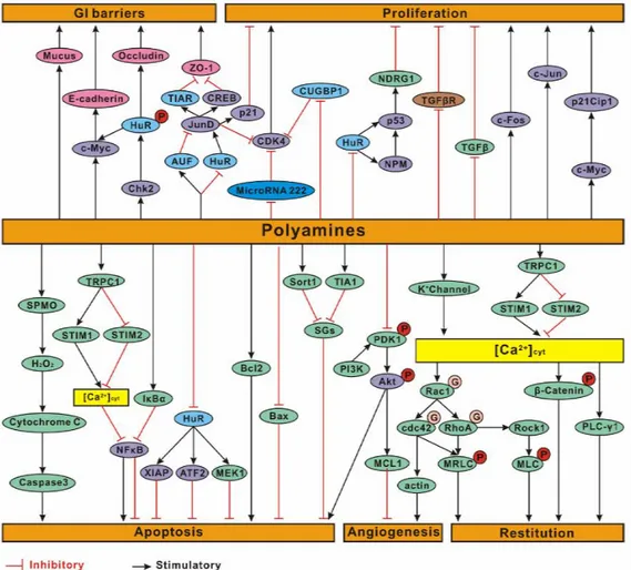Figura  8.  Rutas  integradas  de  señalización  por  poliaminas  en  relación  con  la  restitución  epitelial,  angiogénesis,  apoptosis  y  función  barrera  del  tracto  gastrointestinal