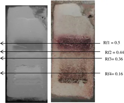 Figura 4. Bandas al UV  y con revelador cloruro  de cobalto, en el sistema  benceno:hexano 9:1 del extracto metanólico de semilla de apio