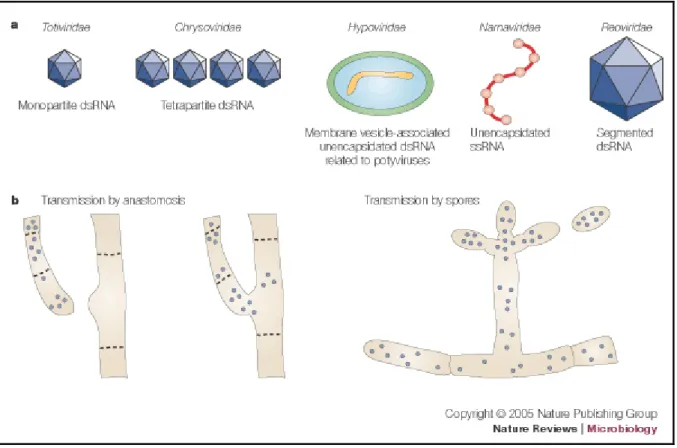 Fig 2a  Taxonomic families represented by mycoviruses that are associated with hypovirulence of plant  pathogenic fungi are shown with the virus structure and genome composition
