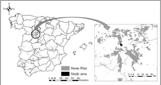 Figure 1. Distribution of Pinus pinea stands in Spain and location of the study area. 
