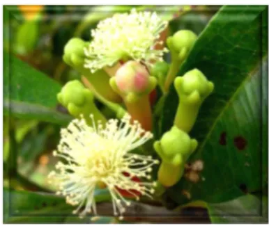 Figura 5. Fruto de Syzygium aromaticum 