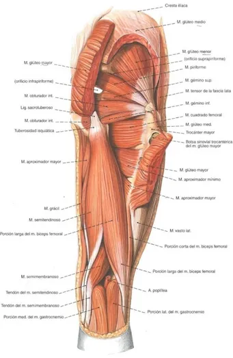 Figura 4. Músculos de la cara posterior del muslo 13 . 