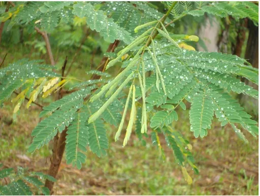 Figura 10. Leucaena (Leucaena leucocephala) 