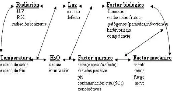 Figura 1. Factores abióticos  que causan estrés en las plantas y su interrelación. 