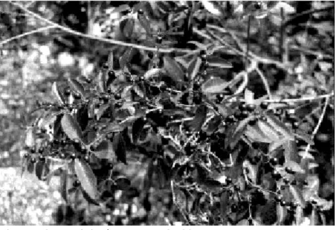 Fig. 1. Planta del género Karwinskia.