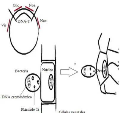 Figura 4: Estructura y modo de acción del plásmido Ti  Fuente: Biotecnología: Técnicas de Ingeniería Genética (2005) 