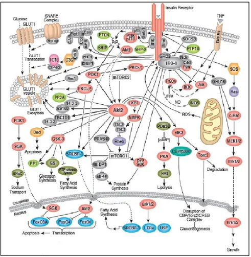 Fig. 5 Esquema ruta metabólica de la insulina. Al activarse el receptor de la insulina por alguno 