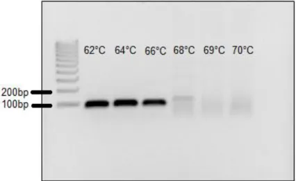 Fig.  9  Gel  de  agarosa  al  2%  de  PCR  punto  final  en  gradiente  de  temperatura