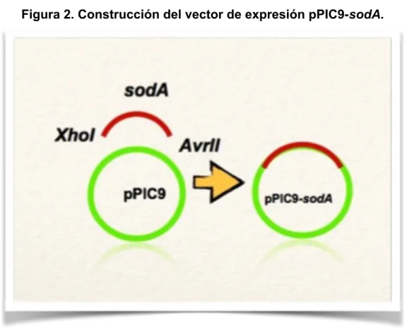 Figura 2. Construcción del vector de expresión pPIC9-sodA.
